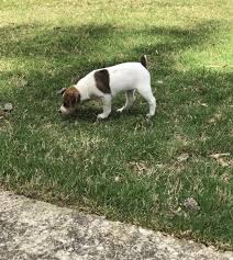 Un terrier vivace, sveglio e attivo con. Regalo Jack Russel Da Privato A Cremona Vendita Cucciolo Jack Russel Cuccioli Allevamento