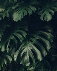 Aesthetic Pictures Of Nature Largest Wallpaper Portal