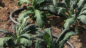 How to water plants for healthier growth. Soaker Hose How To Use Soaker Hoses In Your Yard Gilmour