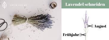 Der schnitt muss sein beim lavendel. Lavendel Richtig Schneiden Green For Me