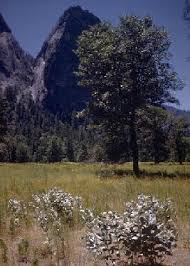 Species Asclepias Speciosa