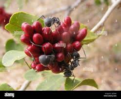 Image result for Schotia capitata