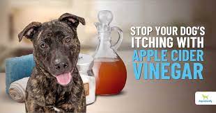 3 Simple Ways Apple Cider Vinegar Can Help Your Dog Dogs Naturally