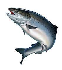 Atlantic salmon or pink salmon on a white background. Red salmon. Fishing  on the river, northern fish. Stock Illustration | Adobe Stock