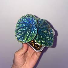 Image result for Begonia clypeifolia