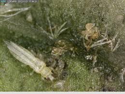 Image result for Onion Thrips