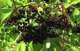 Einen roten faden im saisonalen dickicht schafft ein saisonkalender. Holunder Wilde Beeren Sammeln Oder Einen Eigenen Strauch Pflanzen Uhles Gartengedanken