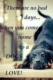 You are never friendless if you have a dog. Inspirational Quotes 30 Pics Dog Quotes I Love Dogs Dog Love