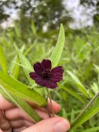 Image result for Aspilia kotschyi