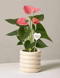 Pink Anthurium Anthurium Flower Delivery Plant Gifts