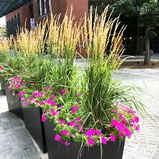 We did not find results for: Feather Reed Grass Karl Foerster Stadler Nurseries Facebook