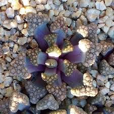 Image result for Xerophyta schlechteri