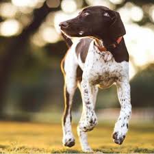 Expect to pay less for a puppy without papers. Pointer