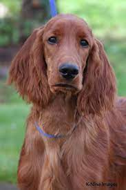 Avon Farm Irish Setters Br Irish Setter Dogs Irish Setter Irish Red Setter
