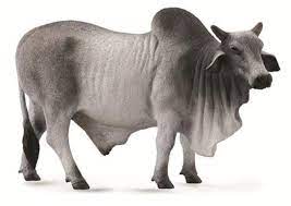 It is good and raised for meat, milk and draught purposes. Collecta 88579 Grey Polled Brahman Bull 5 3 L X 3 3 H Buy Online In United Arab Emirates At Desertcart Ae Productid 16437143