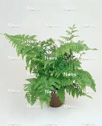 Image result for Microlepia speluncae