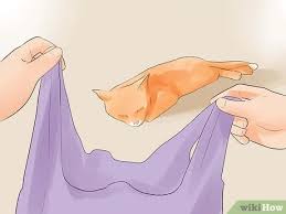Signs of dull appearance and sunken eyes are noticed during the old cat dying process. How To Know If Your Cat Is Dying 15 Steps With Pictures