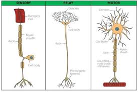 Check spelling or type a new query. Neurons Nerve Cells Structure Function Types Simply Psychology