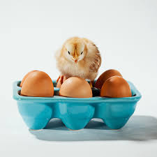 Check spelling or type a new query. Should You Use Donor Eggs What To Know About Process Cost Success
