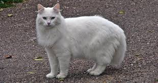Résultat de recherche d'images pour "image de chat blanc"