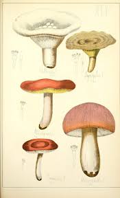 Histoire Naturelle Des Champignons Comestibles Et Veneneux Paris C Delagrave 1883 Champignon Comestible Illustration Botanique Histoire Naturelle