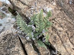 Image result for Cheilanthes involuta