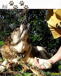 Dog Love Asi Happy