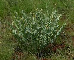 Image result for Gomphocarpus glaucophyllus