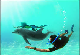 Swim With Dolphins | Dolphin Cay | Atlantis Bahamas