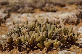 Image result for Crassula vaginata