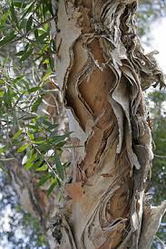 Image result for Melaleuca quinquenervia