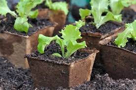 Unter dem schutz eines folientunnels oder unter einer vliesdecke können die jungpflanzen ab mitte märz ausgepflanzt werden. Salat Anpflanzen Anleitung Zum Salatanbau Plantura