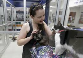 Cats Halloween Costumes And Yoga Combine At Houston Humane Society Event Huron Daily Tribune