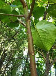 Image result for Macaranga capensis