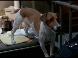 They are part of the working group of canines. The Mask Dog Google Zoeken Dogs Action Comedy Movies Cat Gif