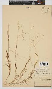 Image result for Panicum pilgerianum