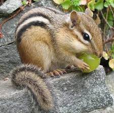 We did not find results for: Chipmunk In The Window Holding A Grape Posts Facebook