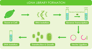 Complementary dna american heritage® dictionary of the english language. Reverse Transcriptase Cdna Overview Applications Goldbio