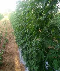 Bitter gourd plant is a fast growing creeper and is from the family of vines. Bitter Gourd Farming Karela Cultivation A Full Guide Agri Farming