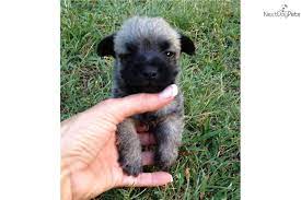Cairn Terrier For Sale Cairn Terrier Puppies Cairn Terrier Terrier Puppies