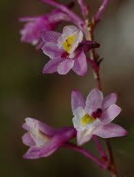 Image result for Polystachya songaniensis