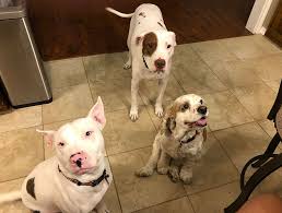 The businesses listed also serve surrounding cities and neighborhoods including long beach ca, torrance ca, and huntington beach ca. Penny Paws Veterinarian Near Me Arlington Ft Worth Richland Hills Tx