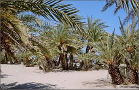 Check spelling or type a new query. Palmenstrand Von Vai Kreta Foto Bild Europe Greece Crete Kreta Bilder Auf Fotocommunity