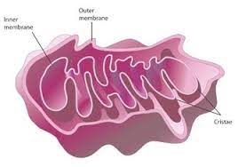 Eukaryotic Cells Learn Science At Scitable Mitochondria Cell Biology Eukaryotic Cell