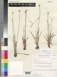 Image result for Xyris anceps