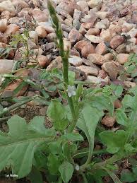 Image result for Oxygonum