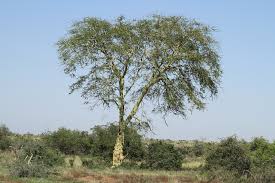 Image result for Acacia xanthophloea