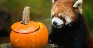 Pin On Red Pandas