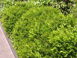 For evergreen shrubs adaptable to 6000 feet or less in colorado, see table 1 for narrowleaved evergreens, and table 2 for broadleaved evergreens. Best Shrubs