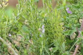 Image result for Dicliptera hensii